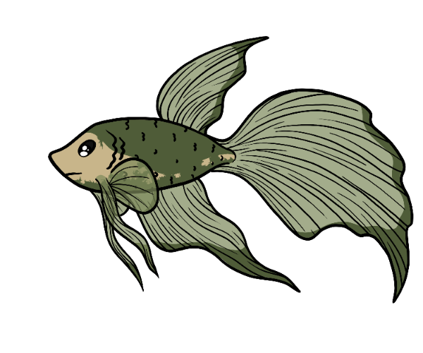 Storm Betta