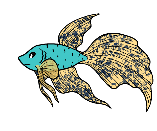 Pebble Betta