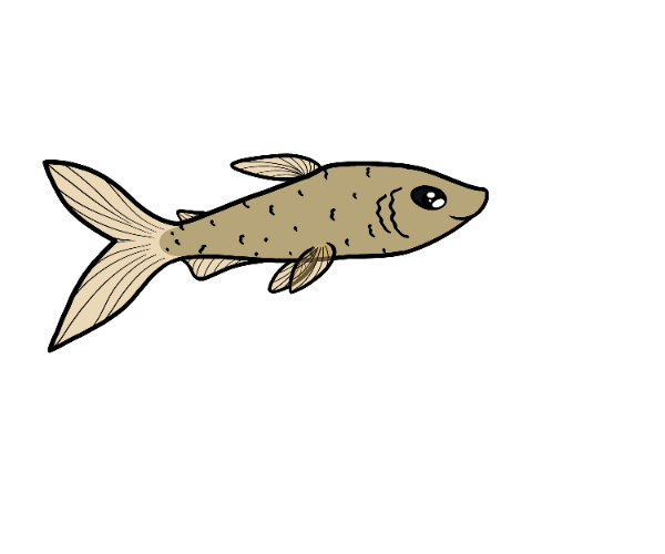 Splash Streamline