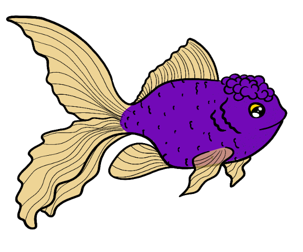 Cliff Fancy Goldfish
