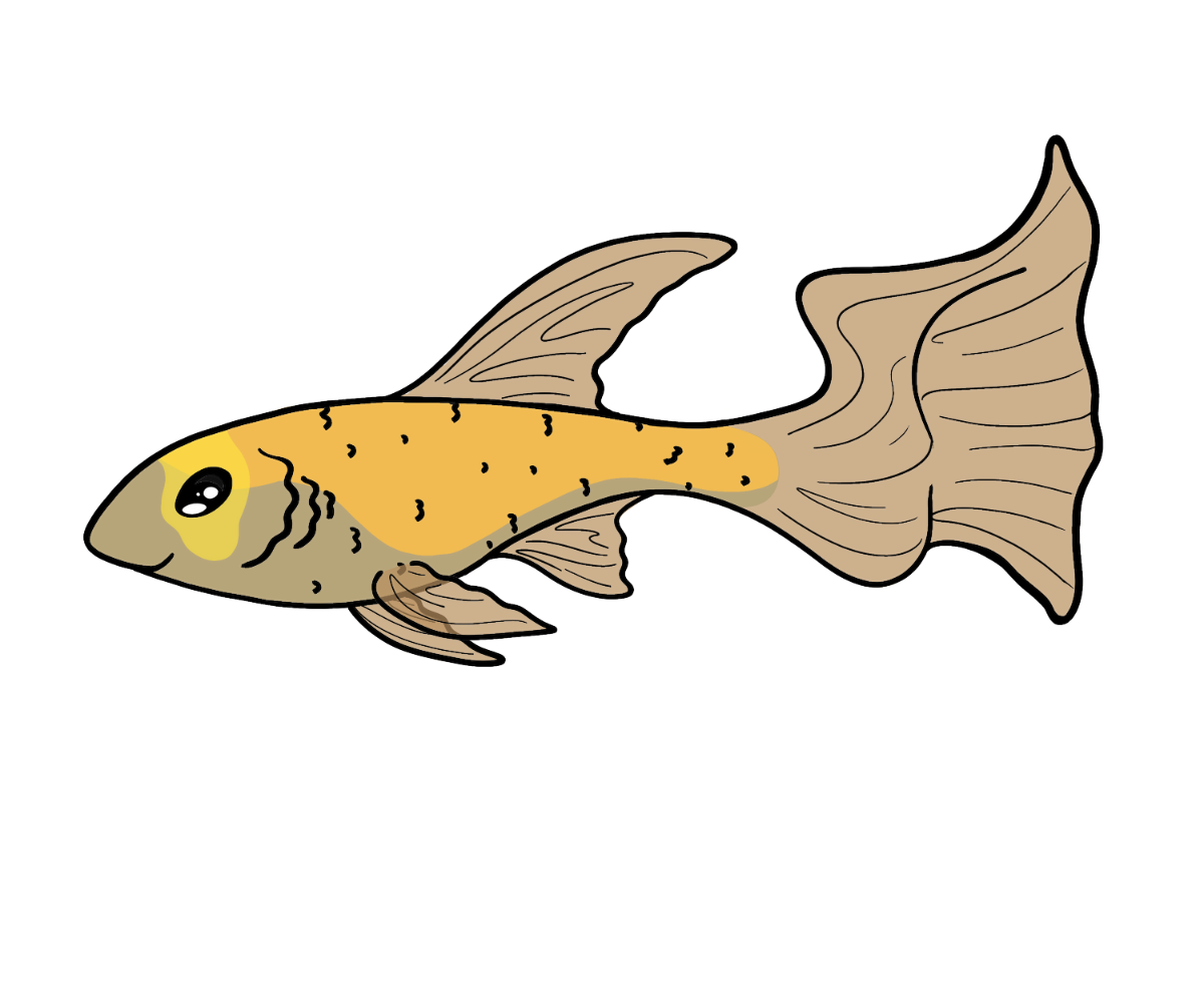 Harbor Littlefin
