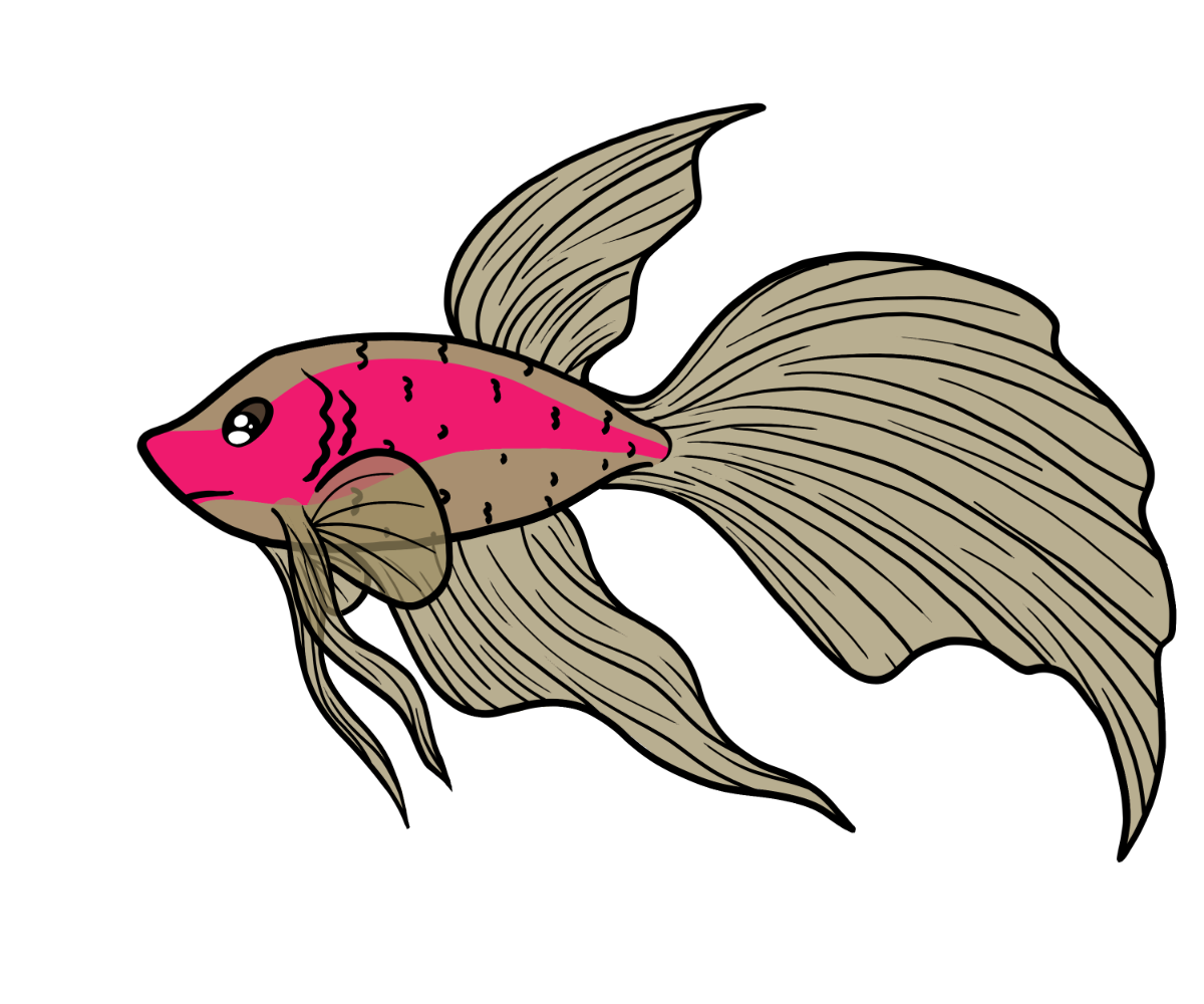 Comet Betta