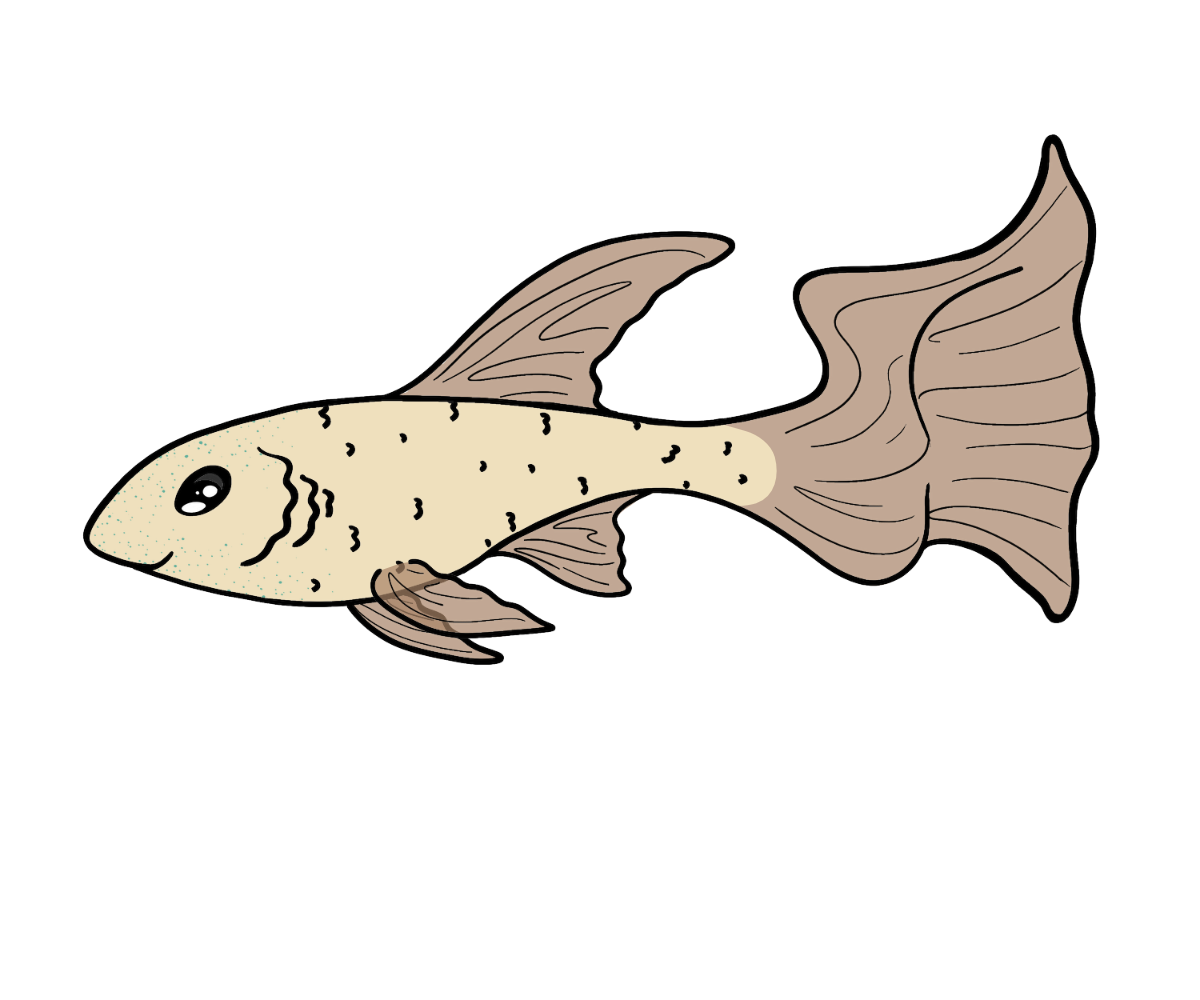 Crown Guppy