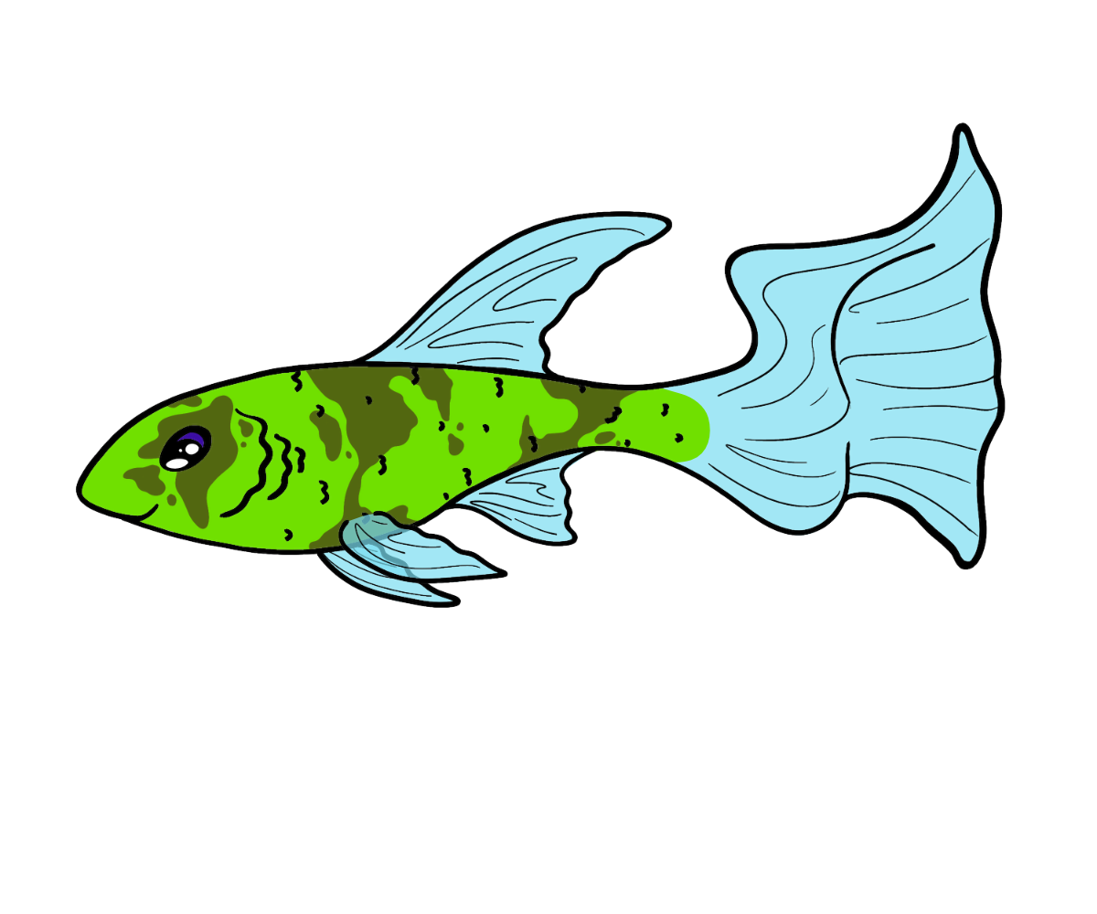 Kelp Ribbonfish