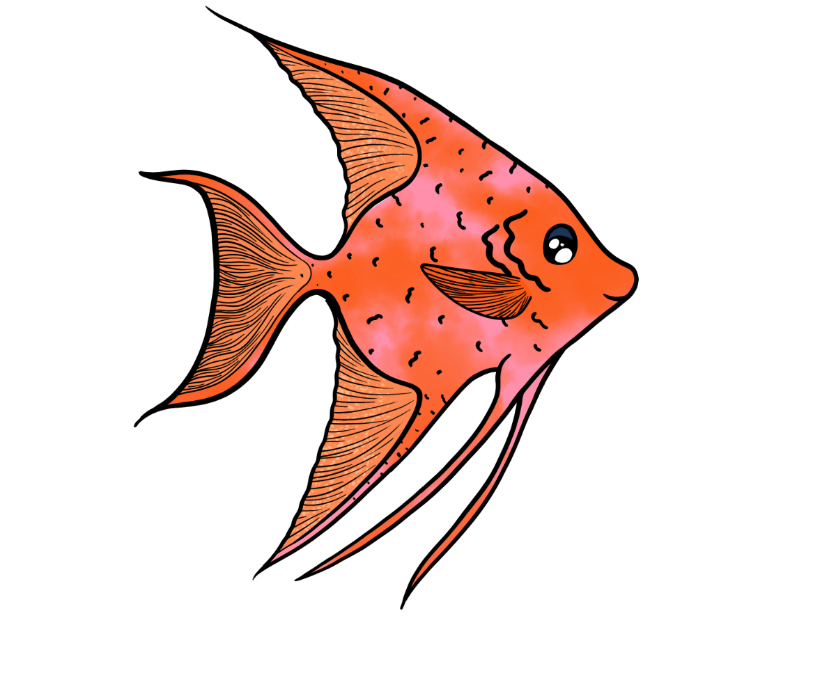 Bubble Angelfish