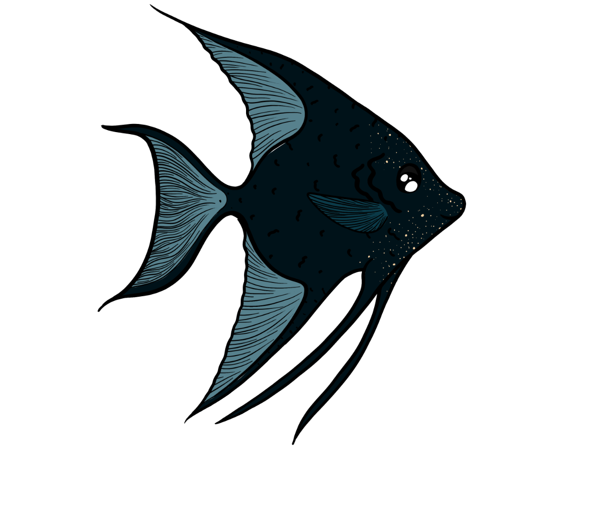 Dart Angelfish