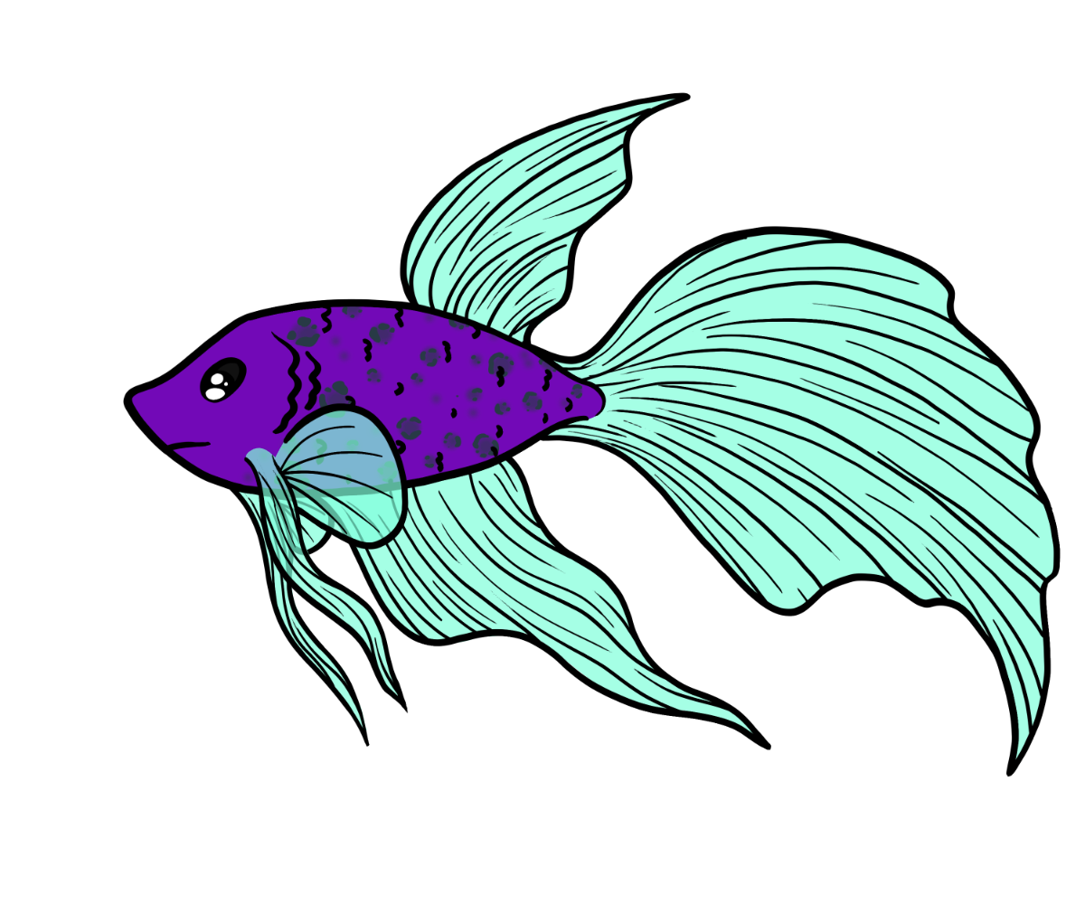 Minnow Betta